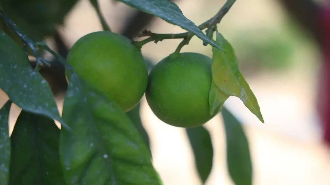 Hatay’da Buruk Mandalina Hasadı! Kuraklık Verimi Vurdu 5